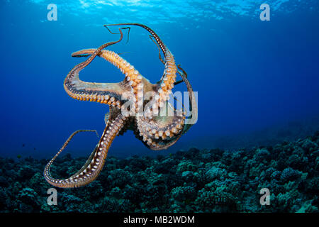 Diese Ansicht zeigt die Saugnäpfe auf diese acht bewaffneten Kopffüsser. Tag Krake, Octopus Cyanea, Hawaii. Stockfoto
