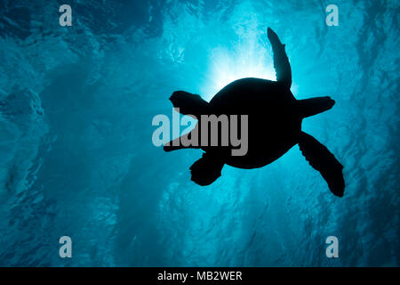 Die Silhouette eines großen männlichen Grüne Meeresschildkröte, Chelonia mydas, eine bedrohte Art, Pässe Overhead bei einer Reinigungsstation von West Maui, Hawaii. Stockfoto