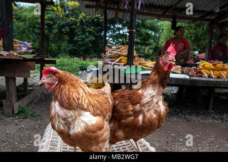 DeadDead und lebende Hühner sind für den Verkauf am Markt in Kayin State Demoso Stockfoto