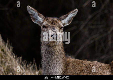 Rotwild im Glen Etive Stockfoto