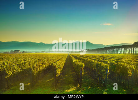 Bolgheri und Castagneto Weinberge sunrise Hintergrundbeleuchtung in den Morgen. Maremma Toskana, Italien, Europa. Stockfoto