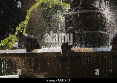 Tauben trinken aus einem Brunnen, Košice, Slowakei Stockfoto