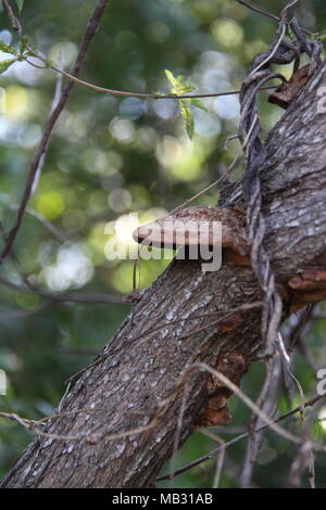 Braune Verfärbung eines Orange Baumpilzen (Pycnoporus Coccineus) Wachstum auf Sumpf Bottlebrush Baum Stockfoto