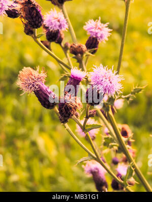 Wilde Disteln, Frühling Hintergrund oder im Sommer Wiese mit Wildblumen. Stockfoto