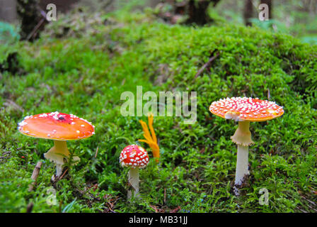 Drei Rot gesprenkelt Amanita wachsen in einem Wald auf einem grünen feuchten Moos Stockfoto