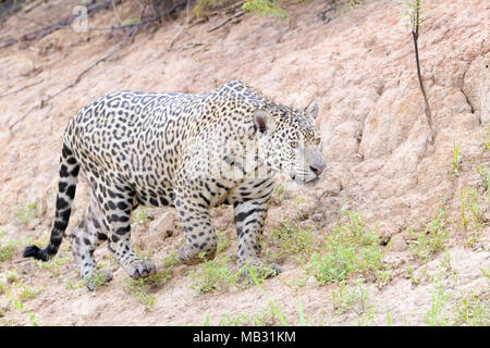 Jaguar (Panthera onca) Wandern am Ufer, Pantanal, Mato Grosso, Brasilien Stockfoto