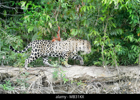 Jaguar (Panthera onca) zu Fuß entlang der Flussufer, Pantanal, Mato Grosso, Brasilien Stockfoto