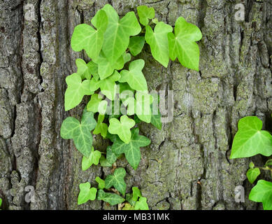 Wachsende oder klettern Efeu auf einem Baumstamm, closeup Shot mit kopieren. Stockfoto