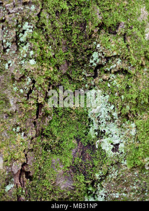 Oak Tree Trunk, Rinde Textur oder Baumstamm Hintergrund. Stockfoto