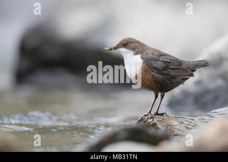 Wasseramsel (Cinclus cinclus) steht auf Stein mit Nahrung im Schnabel, Stubaital, Tirol, Österreich Stockfoto