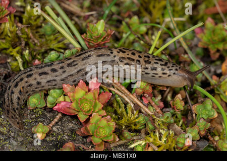 Großen grauen Slug (Limax maximus), Baden-Württemberg, Deutschland Stockfoto