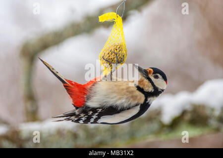 Buntspecht (Dendrocopos major), männlich auf fat Ball isst, Winterfütterung, Baden-Württemberg, Deutschland Stockfoto