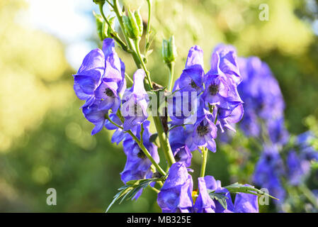 Blauen Helm Blume oder eisenhut Blume im Sonnenlicht. Closeup Schuß von lila Blüten. Stockfoto