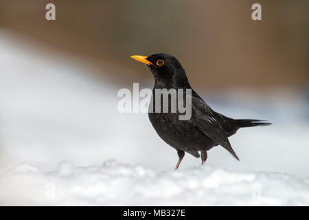 Amsel (Turdus merula), steht im Schnee, Tirol, Österreich Stockfoto