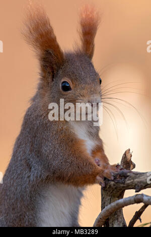 Eurasischen Eichhörnchen (Sciurus vulgaris), Tier Portrait, Tirol, Österreich Stockfoto