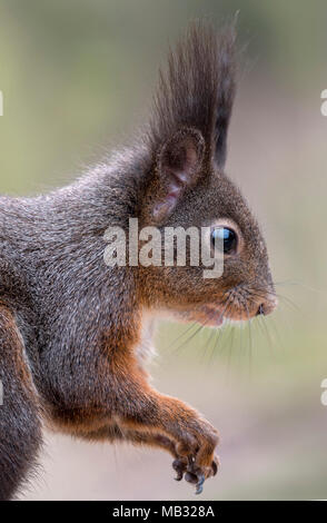 Eurasischen Eichhörnchen (Sciurus vulgaris), Tier Portrait, Tirol, Österreich Stockfoto