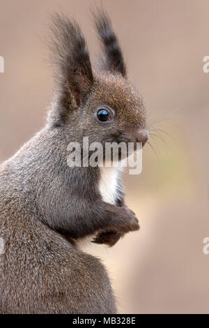 Eurasischen Eichhörnchen (Sciurus vulgaris), Tier Portrait, Tirol, Österreich Stockfoto