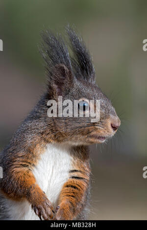 Eurasischen Eichhörnchen (Sciurus vulgaris), Tier Portrait, Tirol, Österreich Stockfoto