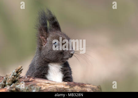 Eurasischen Eichhörnchen (Sciurus vulgaris), Tier Portrait, Tirol, Österreich Stockfoto