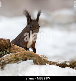 Eurasischen Eichhörnchen (Sciurus vulgaris) auf dem Boden im Schnee, Tirol, Österreich Stockfoto