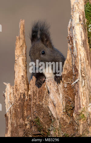 Eurasischen Eichhörnchen (Sciurus vulgaris) sitzt in einem Baumstumpf, Tirol, Österreich Stockfoto