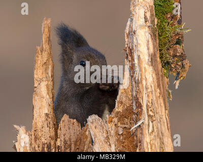 Eurasischen Eichhörnchen (Sciurus vulgaris) sitzt in einem Baumstumpf und isst, Tirol, Österreich Stockfoto