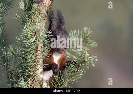 Eurasischen Eichhörnchen (Sciurus vulgaris) ist in Kiefer (Pinus), Tirol, Österreich Stockfoto