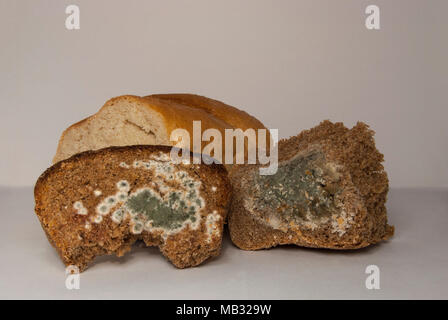 Weizen und Roggen Brot, mit Schimmel bedeckt. Ein verdorbenes Produkt. Stockfoto