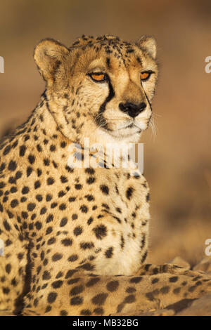 Gepard (Acinonyx jubatus), Mann, Tier Portrait, Captive, Namibia Stockfoto