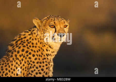 Gepard (Acinonyx jubatus), Mann, Tier Portrait, im Abendlicht, Captive, Namibia Stockfoto