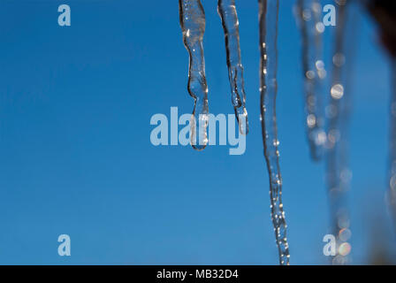 Schmelzenden Eiszapfen mit Tropfen Wasser gegen den blauen Himmel. Tauwetter im Frühjahr. Stockfoto