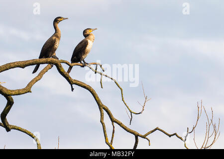 Zwei grosse Kormorane (Phalacrocorax carbo), sitzt auf einem Ast, Hessen, Deutschland Stockfoto