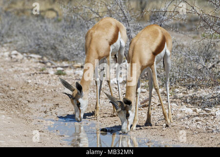 Zwei Springböcke (Antidorcas marsupialis), erwachsene männliche und weibliche auf einer Schotterstraße, Trinkwasser Regenwasser aus einer Pfütze Stockfoto