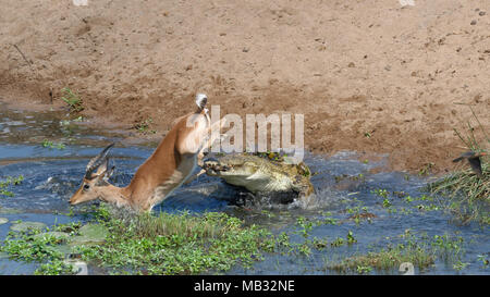 Nilkrokodil (Crocodylus niloticus) Angriff durch Überraschung eine männliche Impala (Aepyceros melampus) Trinkwasser, tödlichen Angriff Stockfoto