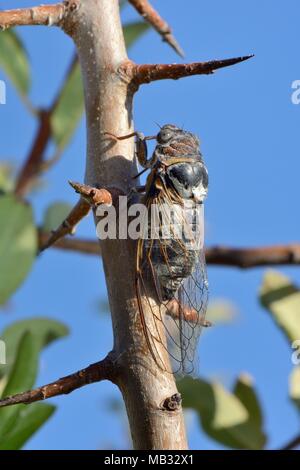 Europäische/Gemeinsame Zikade (Lyristes plebejus) ruhen bei Verkehrskontrollen Buschland auf einem Stacheligen Baum, in der Nähe von Nafplio, Argolis, Peloponnes, Griechenland, Juli. Stockfoto