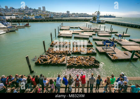 Seelöwenkolonie sonnenbaden. Pier 39. Fisherman's Wharf Nachbarschaft. San Francisco. Kalifornien, USA Stockfoto