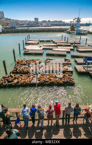 Seelöwenkolonie sonnenbaden. Pier 39. Fisherman's Wharf Nachbarschaft. San Francisco. Kalifornien, USA Stockfoto