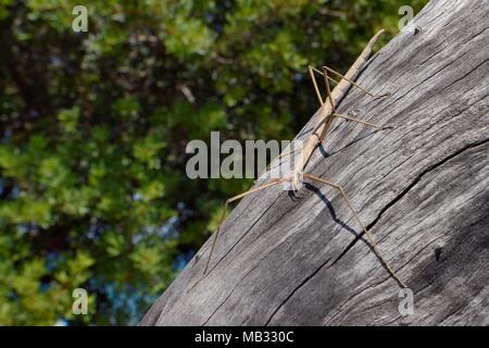 Heuschrecke (Bacillus atticus atticus), eine Art an der Küste des südlichen Italien und Griechenland, auf einem Baumstamm am Strand, in der Nähe von Astros, Arcadia, Griechenland. Stockfoto