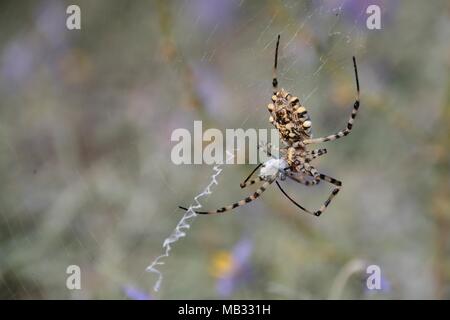 Gelappte argiope Spider (Argiope lobata) auf seiner Website unter Straßenbegleitgrün, Fütterung auf Beute in Seide gehüllt, in der Nähe von Nafplio, Argolis, Griechenland. Stockfoto