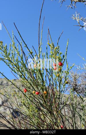 Von Poet Cassia/Osyris (Osyris alba) Bush, ein Werk in der Mistel Familie semi-Parasitären über die Wurzeln der anderen Arten, mit roten Beeren, Griechenland. Stockfoto