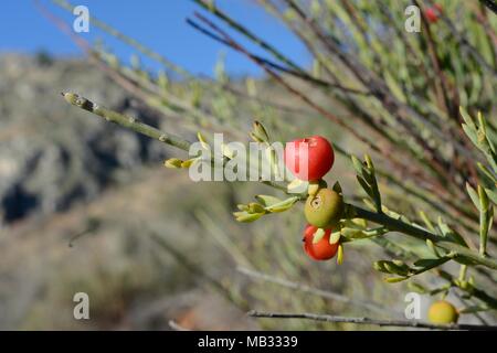 Von Poet Cassia/Osyris (Osyris alba) Bush, ein Werk in der Mistel Familie semi-Parasitären über die Wurzeln der anderen Arten, mit roten Beeren, Griechenland. Stockfoto