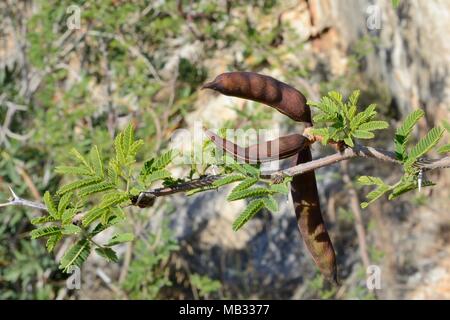 Süße Akazie/Nadellager/Huisache (Vachellia farnesiana/Acacia farnesiana) Samenkapseln, Griechenland, Juli. Stockfoto