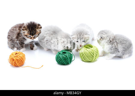 Ein braunes niedliche Kätzchen und Grau flauschige cute Kitties gestreifte Spielen mit orange und grüne Garn Kugeln in Weiß Foto Studio. Wolle grau Lustig amüsant verspielten Neugierig lustig Katzen Glück erkunden Stockfoto