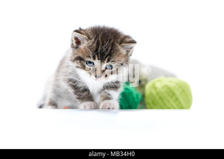 Dunkelbraun gestreifte lustige Kätzchen spielen mit grünen Wolle Kugeln in Weiß Foto Studio. Unscharfer Hintergrund flauschige amüsant verspielten Neugierig cute adorable kitty Fotoset Fotoshooting Stockfoto