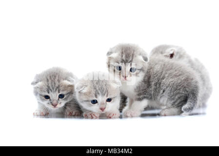 Kleine neugeborene niedlichen Kätzchen, neugierig und gespannt beim Erforschen der Welt um sie herum auf fotoset in Weiß Studio. Grau cute adorable flauschige Katzen spielen blaue Augen Pfoten Fell Glück Stockfoto