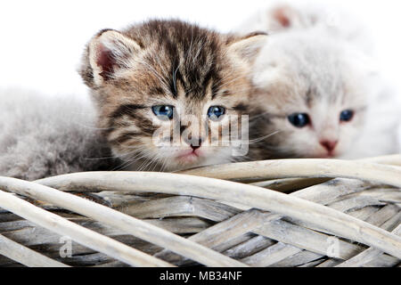 Klein, braun gestreift Flauschig blauäugigen Kätzchen sitzen unter anderen niedlichen Kätzchen grau in weiß Weidenkorb während für fotoset posieren. Dem kleinen Neugeborenen grau charmante adorable kitties Niedlichkeit Glück Stockfoto