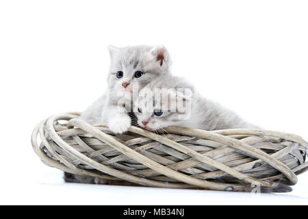 Zwei kleine blaue Augen neugeborenen flauschige Kätzchen neugierig zu sein und sich auf die Seite während der Wiedergabe in weissen Korbmöbeln Kranz in Weiß Foto Studio. Allerliebst niedliche Kätzchen interessiert grau Fotoset Fotosession Stockfoto