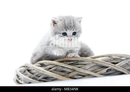 Kleine graue flauschige Kätzchen neugierig zu sein und schwerwiegende beim Erforschen der Umgebung und sitzen zusammen mit anderen lustigen cute Kitties in weissen Korbmöbeln Kranz. Cute grau blaue Augen weiß Foto Studio interessiert Stockfoto