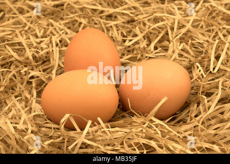 Frisch Eier mit Stroh abgeholt. Frische Eier auf einer Heu, Stroh, Gras. Stockfoto