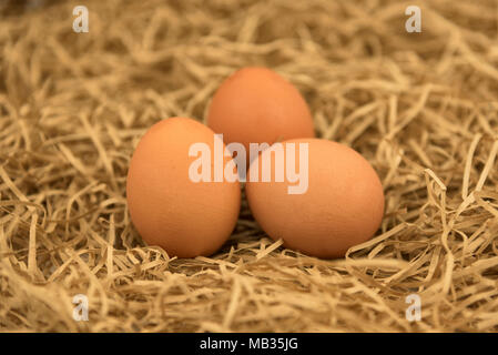 Frisch Eier mit Stroh abgeholt. Frische Eier auf einer Heu, Stroh, Gras. Stockfoto